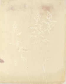 Graminacea, 1839-40. Creator: William Henry Fox Talbot.