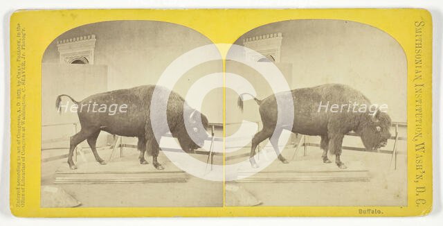 Buffalo, 1873. Creator: C. Seaver, Jr..