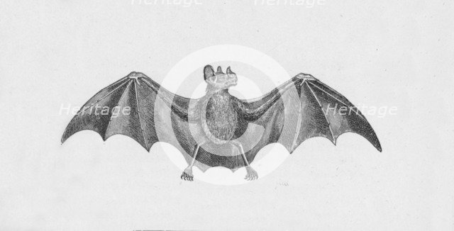 'Vampire Bat',  c1885, (1890). Artist: Robert Taylor Pritchett.