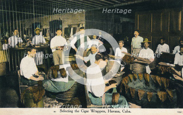 'Selecting the Cigar Wrappers, Havana, Cuba', c1910. Artist: Unknown.