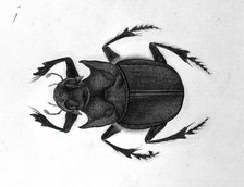 Beetle, 1777-1783. Creator: Unknown.