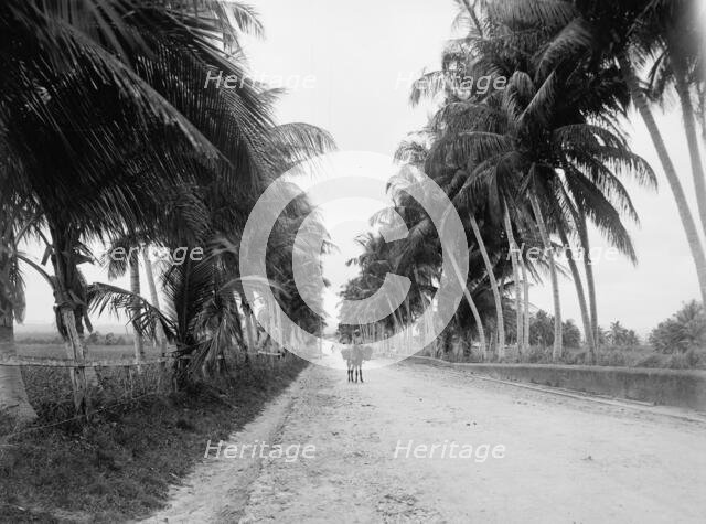 Military road, San Juan, Puerto Rico, The, between 1900 and 1906. Creator: Unknown.