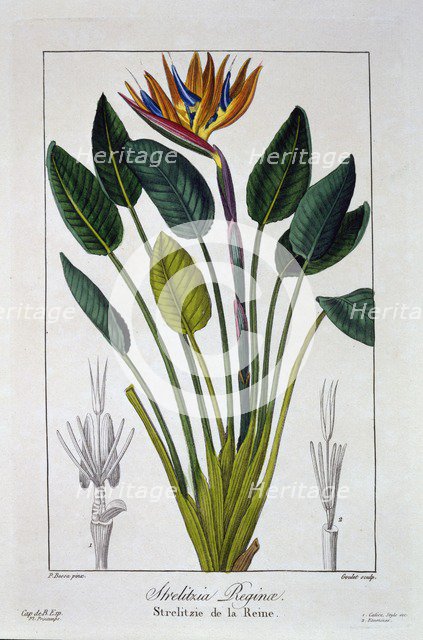 Bird of Paradise or Crane Flower,  pub. 1836. Creator: Panacre Bessa (1772-1846).