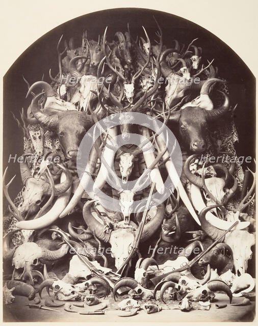 Hunting Trophies, ca. 1870. Creator: Unknown.