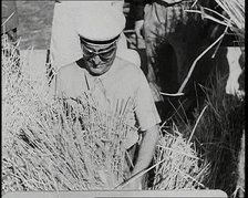 Benito Mussolini Helping with the Harvest, 1930s. Creator: British Pathe Ltd.