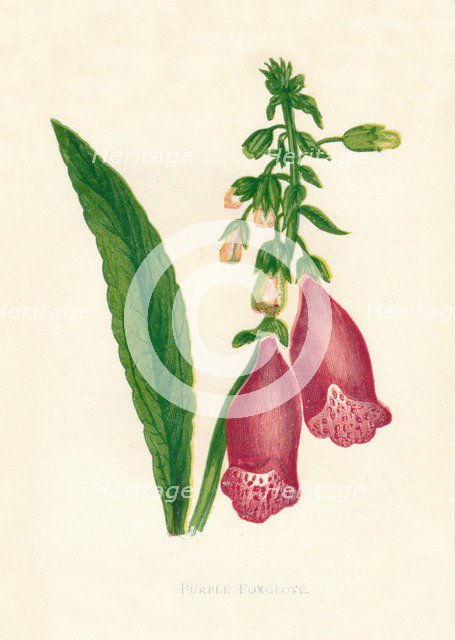 'Purple Foxglove', c1891, (1891). Creator: Anne Pratt.
