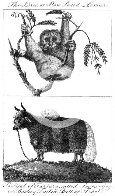 A loris and a yak, 1799. Artist: Unknown