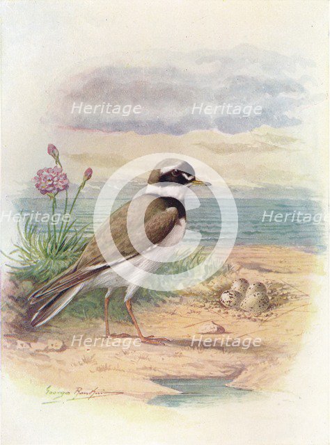 'Ringed Plover - Aegiali'tis hiatic'ola', c1910, (1910). Artist: George James Rankin.