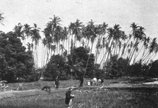 ''Une plantation de cocotiers dans les iles Hawai; Les Terres Du Pacifique', 1914. Creator: Unknown.