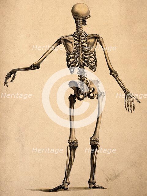 Skeleton, seen from behind, with left arm outstretched, 1830-1835. Creator: Bernhard Siegfried Albinus.