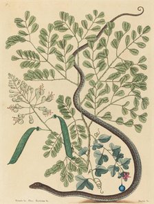 The Spotted Ribbon Snake (Coluber nebulosus?), published 1731-1743. Creator: Mark Catesby.