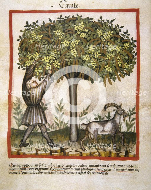 Carob, 14th century.  Creator: Unknown.