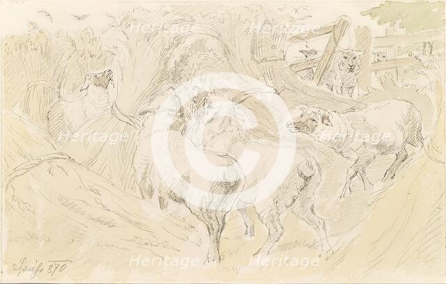 Sheep in the grain, 1870. Creator: August Spiess.