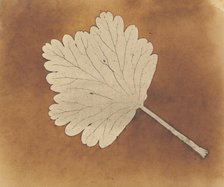 [Leaf], ca. 1840. Creator: William Henry Fox Talbot.