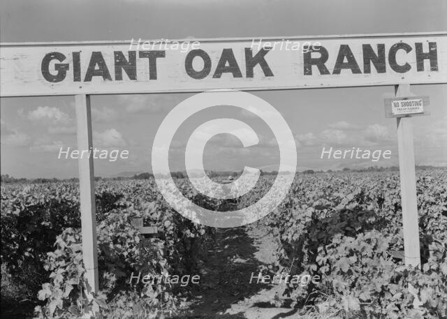 Vineyard during harvest, Tulare County, California, 1938. Creator: Dorothea Lange.