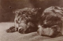 Boyce, Portrait of a Setter Dog, 1880-1890. Creator: Thomas Eakins.