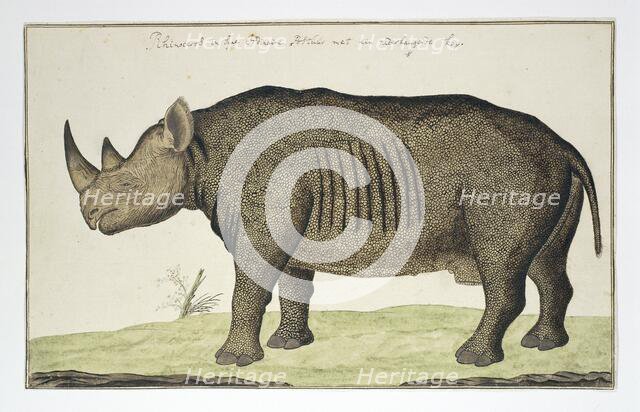 Diceros bicornis (Black Rhinoceros), in or after 1778. Creator: Robert Jacob Gordon.