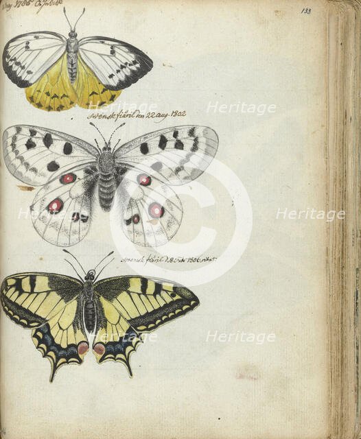 Javanese and Swedish butterflies, 1785-1806. Creator: Jan Brandes.