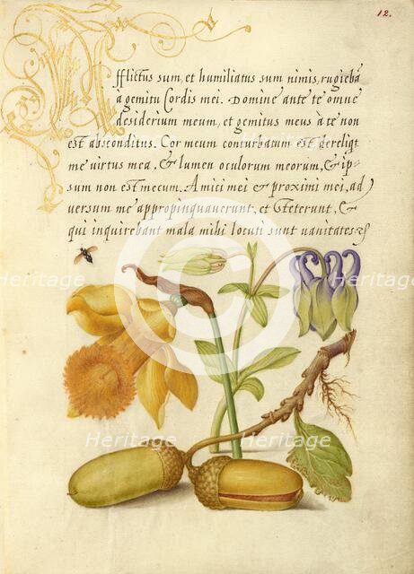 Insect, Daffodil, European Columbine, and English Oak Acorns, 1561-2; illumination added 1591-6. Creator: Joris Hoefnagel.