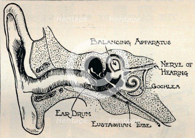'Delicate Mechanism of the Ear', c1934. Artist: Unknown.