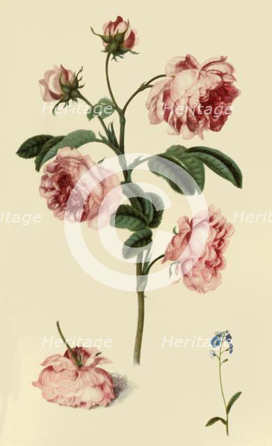 'Rosa Provincialis and Forget-Me-Not', c1680, (1946).  Creator: Alexander Marshal.