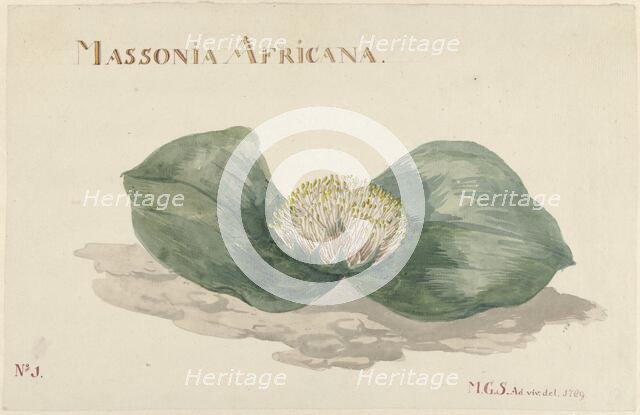 Massonia africana, 1789.  Creator: Maria Geertruida Snabilie.