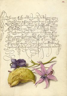 Sweet Violet, Gourd, and Dog-Tooth Violet, 1561-1562; illumination added 1591-1596. Creator: Joris Hoefnagel.