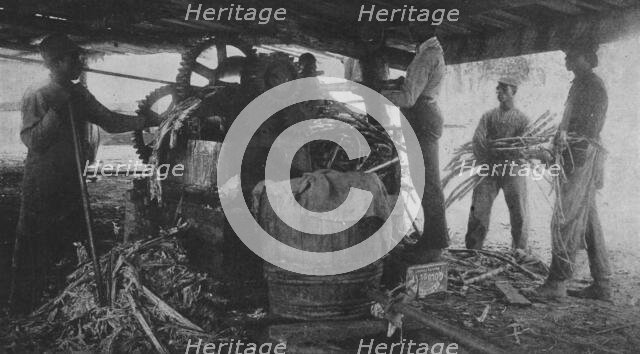Grinding sugar-cane at the school's sugar-hill, 1904. Creator: Frances Benjamin Johnston.