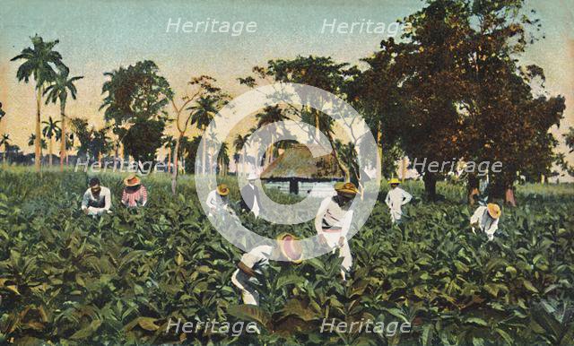 Tobacco plantation, Cuba, c1920s. Creator: Unknown.