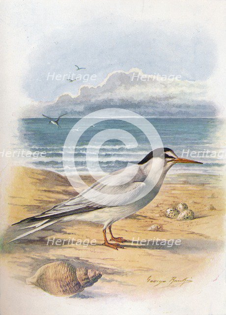 'Little Tern - Stern'a minu'ta', c1910, (1910). Artist: George James Rankin.