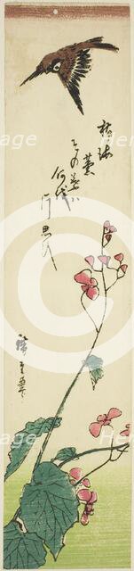 Sparrow flying over begonias, mid-1840s. Creator: Ando Hiroshige.