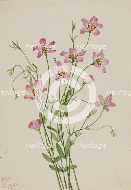 Saltmarsh Rosegentian (Sabbatia stellaris), 1926. Creator: Mary Vaux Walcott.