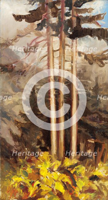 Spruces, c1930. Creator: Zolo Palugyay.