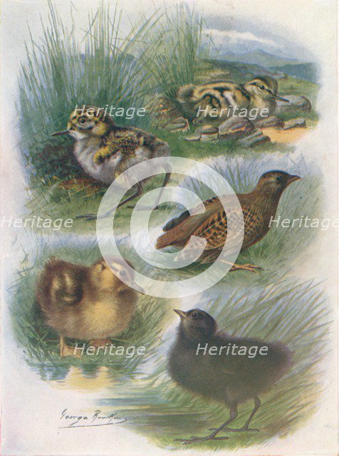'Types of Nidifugous Nestlings', c1910, (1910). Artist: George James Rankin.