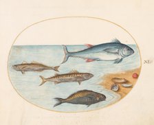 Animalia Aqvatilia et Cochiliata (Aqva): Plate XI, c. 1575/1580. Creator: Joris Hoefnagel.