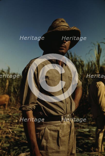 Man in a sugar cane field during harvest, Puerto Rico, 1942. Creator: Jack Delano.