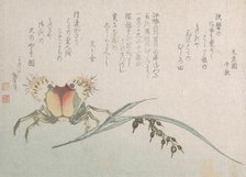 Crab and Rice Plant, 19th century. Creator: Hokusai.