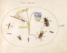 Plate 63: A Dragonfly and Seven Other Insects with a Blue and White Columbine, c. 1575/1580. Creator: Joris Hoefnagel.