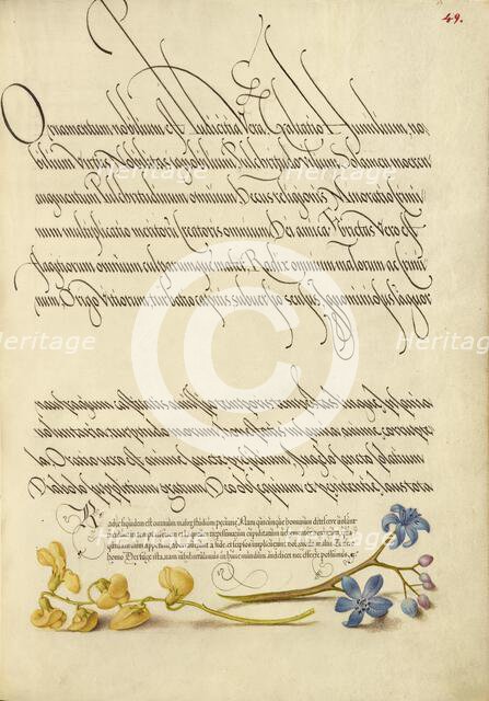 Bladder Senna and Alpine Squill; Mira calligraphiae monumenta, 1561-2; illumination added 1591-6. Creator: Joris Hoefnagel.