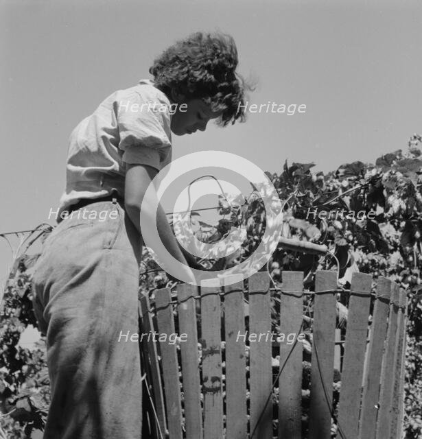 Possibly: Wife of an ex-logger, now a migrat..., Independence (vicinity), Polk County, Oregon, 1939. Creator: Dorothea Lange.