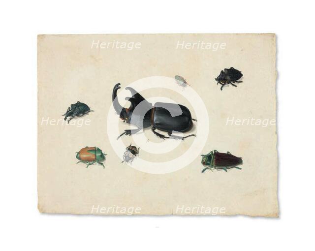 Megasoma Elephas or Megaceras Jason and Six Other Insects, n.d. Creator: Pieter Holsteyn the Younger.