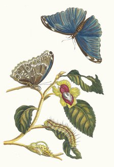 Neflier. From the Book Metamorphosis insectorum Surinamensium, 1705. Creator: Merian, Maria Sibylla (1647-1717).