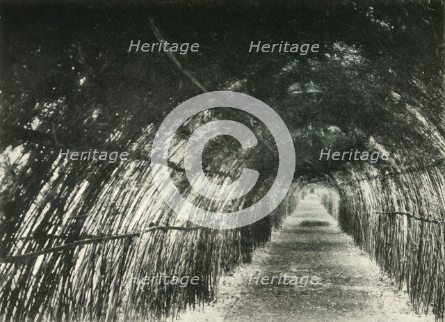 'Bamboo Avenue at Barrackpore, 1904', (1925). Creator: Unknown.