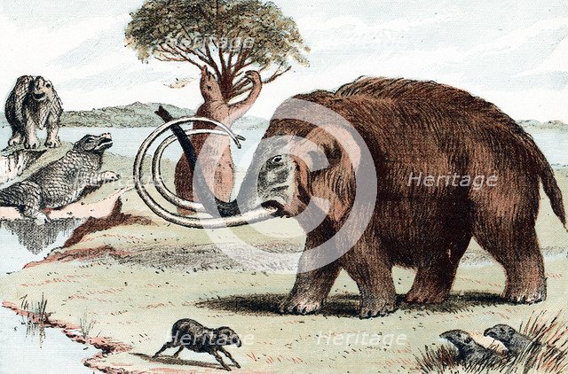 Woolly mammoth (Mammuthus), 1892. Artist: Unknown