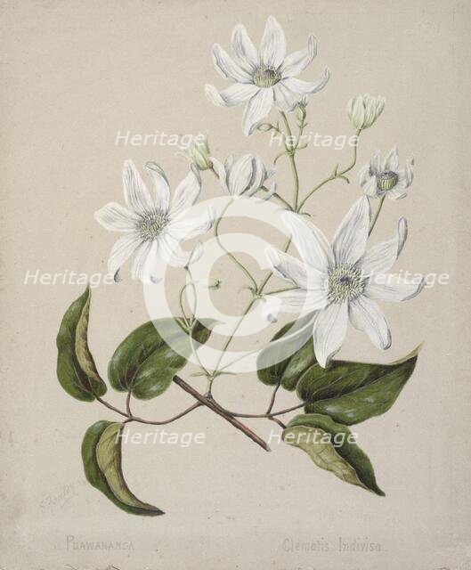 Puawananga - Clematis indivisa, c.1885. Creator: Sarah Featon.