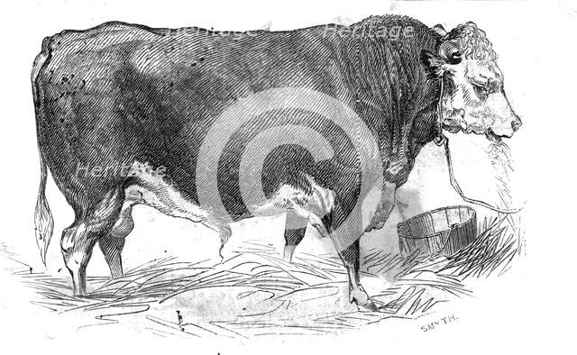 Mr. W. Perry's Hereford bull, 1844. Creator: Unknown.