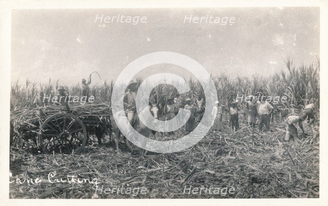 'Cane Cutting', c1930. Artist: Unknown.