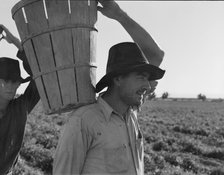 Pickers coming into the weigh master, pea field near Calipatria, California, 1939. Creator: Dorothea Lange.