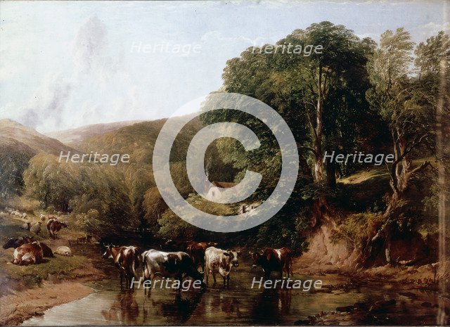  'A lush canyon with cattle' by T.S. Cooper.