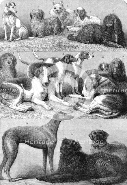 Prize dogs of the second International Dog Show at the Islington Agricultural Hall, 1864. Creator: Friedrich Wilhelm Keyl.